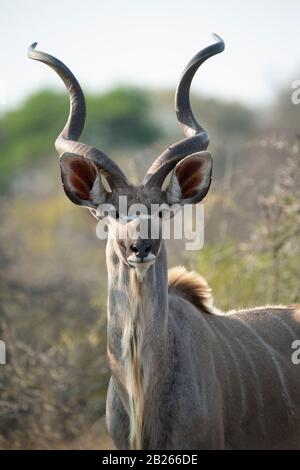 Männlich Greater Kudu, Tragelaphus strepsiceros, MalaMala Game Reserve, Südafrika Stockfoto
