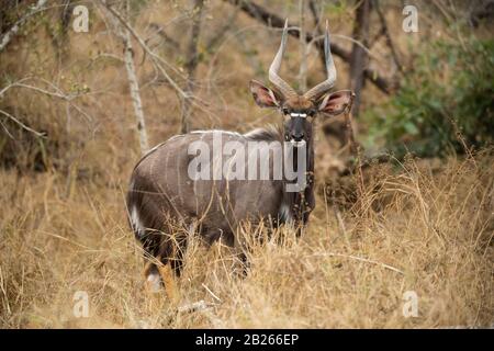 Nyala Bulle, Tragelaphus angasi, MalaMala Game Reserve, Südafrika Stockfoto