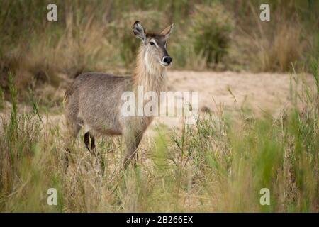 Gewöhnlicher Wasserbuck, Kobus Ellipsiprymnus Ellipsiprymnus, MalaMala Game Reserve, Südafrika Stockfoto