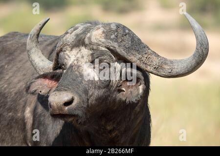 Cape Buffalo, Syncerus Caffer, MalaMala Game Reserve, Südafrika Stockfoto