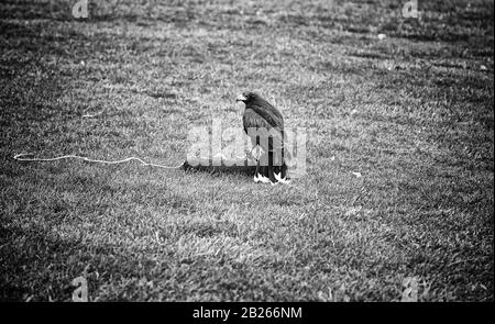 Eagle kleiner Park, Ausstellung von Falknerei, wilden Tieren Stockfoto