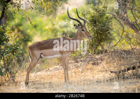 Impala, Aepyceros melampus, Kruger National Park, Südafrika Stockfoto
