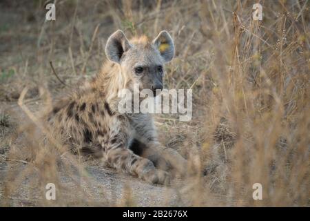 Gefleckter Hyänenpfuster, Crocuta Crocuta, Kruger National Park, Südafrika Stockfoto