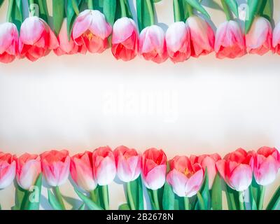 Rosa Blumen weißer Hintergrund. Blume Rose Tulpe in einer Reihe. Flaches Lay Mock oben, Draufsicht Stockfoto