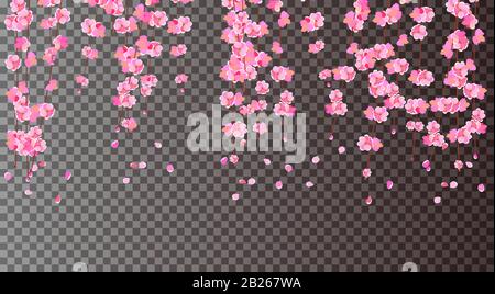 Sakura. Kirschzweige mit zarten rosafarbenen Blumen und Knospen. Die Petalen fallen. Auf transparentem Hintergrund. Vektorgrafiken Stock Vektor