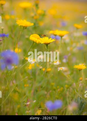 Eine Wildblumenwiese in England mit einer Überfliege, die auf einer Marigold-Blume der Corn landen soll. Stockfoto