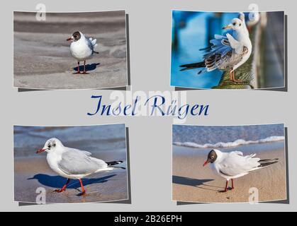 Vier davon sind gefälschte Fotos auf grauem Hintergrund mit der Beschreibung Insel Rügen, Mecklenburg-Vorpommern, Deutschland, Europa Stockfoto