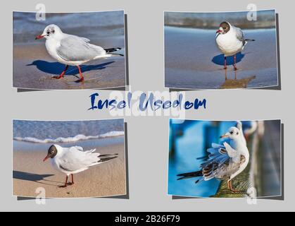 Vier verschiedene geschwungene Fotografien auf grauem Hintergrund mit der Aufschrift Insel Usedom (Insel Usedom), Mecklenburg-Vorpommern, Deutschland, Europa Stockfoto