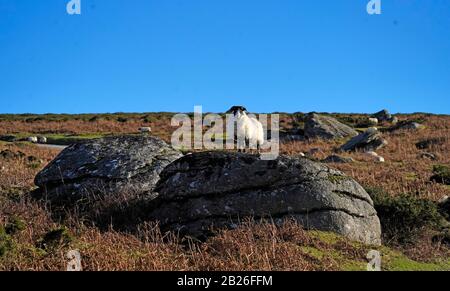 Dartmoor-Schaf auf dem Widecombe Hill Stockfoto