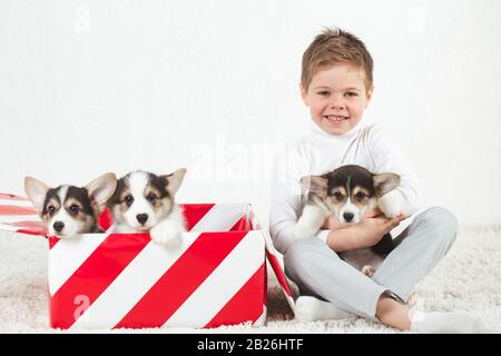 Drei Corgi-Welpen sitzen in einer Geschenkbox. Stockfoto