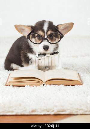 Corgi-Hundewelpe mit Brille Stockfoto