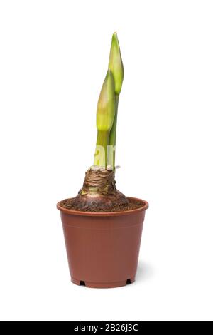 Amaryllis Knospen in einem auf weißem Grund isolierten Pflanzentopf aus Kunststoff Stockfoto