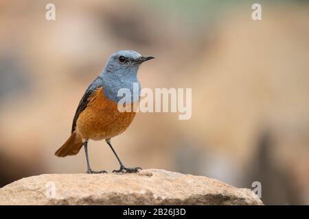 Sentinel Rock Thrush, Monticola Explorator, Sani Top, Lesotho Stockfoto