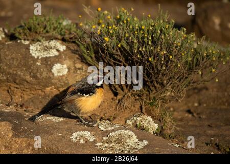 Drakensberg Rockjumper, Chaetops aurantius, Sani Top, Lesotho Stockfoto