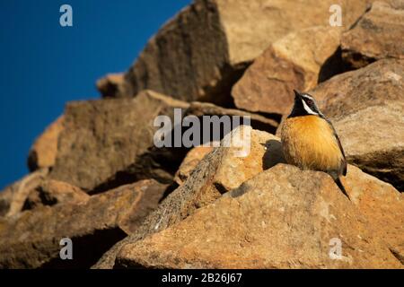 Drakensberg Rockjumper, Chaetops aurantius, Sani Top, Lesotho Stockfoto