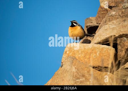 Drakensberg Rockjumper, Chaetops aurantius, Sani Top, Lesotho Stockfoto