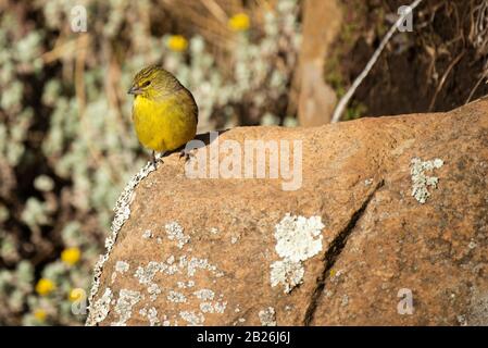 Drakensberg siskin, Crithagra symonsi, Sani Top, Lesotho Stockfoto