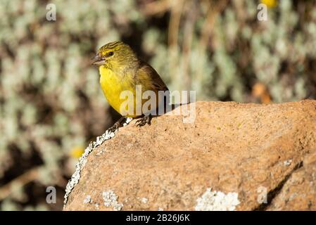 Drakensberg siskin, Crithagra symonsi, Sani Top, Lesotho Stockfoto