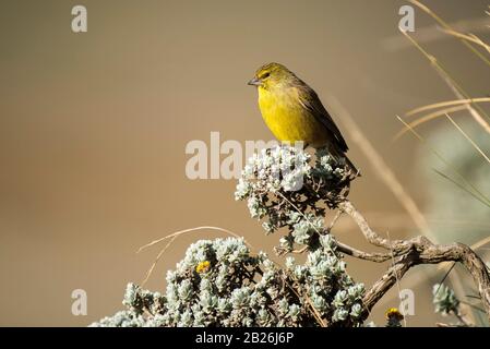 Drakensberg siskin, Crithagra symonsi, Sani Top, Lesotho Stockfoto