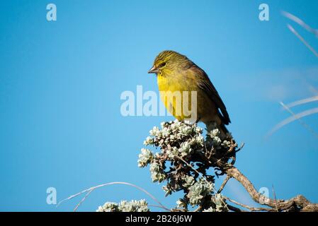 Drakensberg siskin, Crithagra symonsi, Sani Top, Lesotho Stockfoto