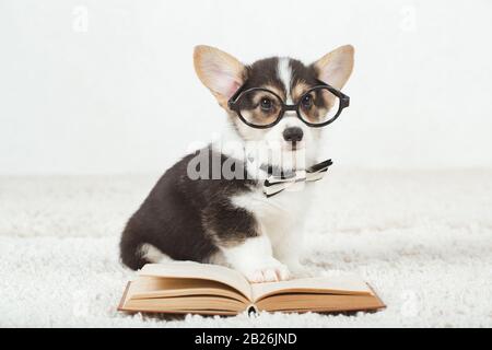 Corgi-Hundewelpe mit Brille Stockfoto