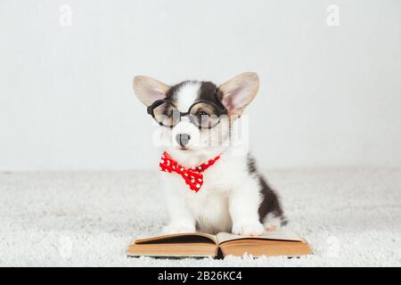 Corgi-Hundewelpe mit Brille Stockfoto