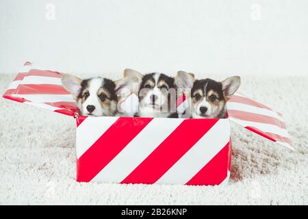 Drei Corgi-Welpen sitzen in einer Geschenkbox. Stockfoto