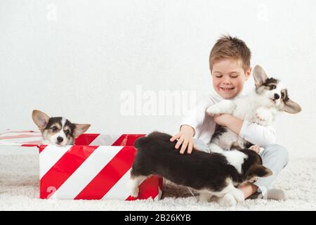 Drei Corgi-Welpen sitzen in einer Geschenkbox. Stockfoto