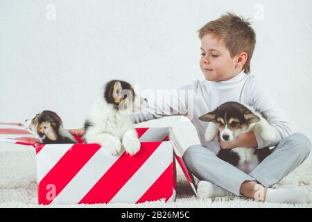Drei Corgi-Welpen sitzen in einer Geschenkbox. Stockfoto