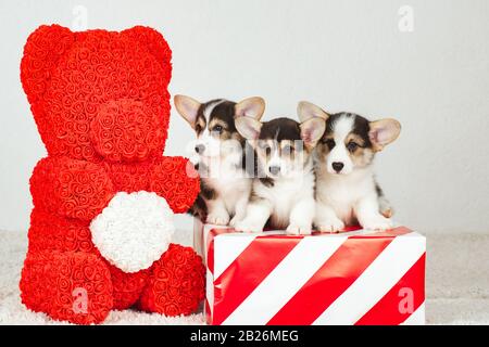 Drei Corgi-Welpen sitzen in einer Geschenkbox. Stockfoto