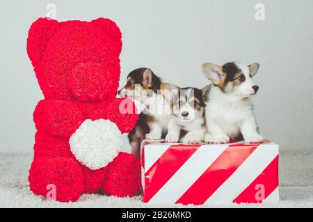 Drei Corgi-Welpen sitzen in einer Geschenkbox. Stockfoto