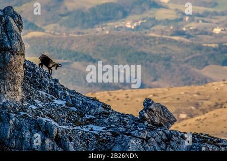 Apenninchamois ( Rupicapra pyrenaica ornata ) Stockfoto