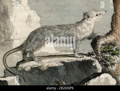 Illinois opossum oder Le Sarigue des Illinois. Detail aus einem Gravur, der in den 1700er Jahren für den französischen Naturforscher Georges-Louis Leclerc, Comte de Buffon (1707-1788), nach einer Zeichnung des französischen Wildtierkünstlers Jacques Henri E. de Sève (fl.1742-1788) erstellt wurde. Die Gravur erschien in Buffons einflussreichem naturgeschichtlichem Werk, dem 36-bändigen Werk „Histoire Naturelle, générale et particulière …“, das zwischen 1749 und 1788 veröffentlicht wurde. Diese später handkolorierte Illustration stammt aus der seltenen französischen Ausgabe der „Histoire“ aus dem Jahr 1780. Stockfoto