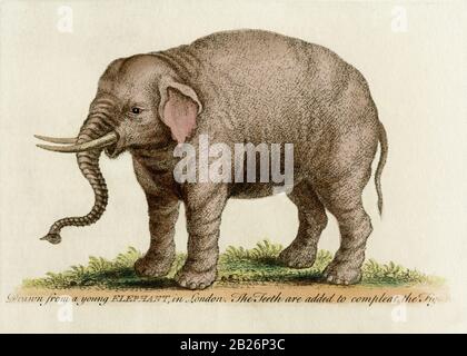 Junger Elefant, gezeichnet aus dem Leben des englischen Naturforschers und Ornithologen George Edwards (1694-1773). Detaildarstellung der farbigen Gravur aus dem Jahr 1752. Edwards' Bildunterschrift unter den Elefanten sagt: „Die Zähne werden hinzugefügt, um die Figur zu ergänzen“ – vermutlich bezogen auf die Stoßzähne des Tieres. Stockfoto