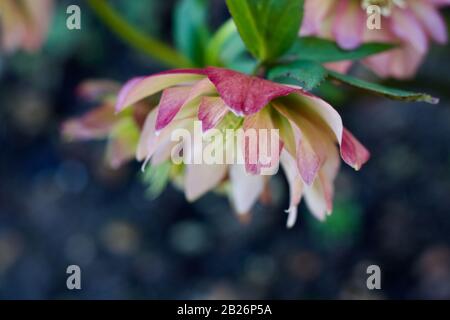 Wunderschönes Bild mit rosafarbenem Hellebore vor weichem Hintergrund mit Kopierbereich Stockfoto