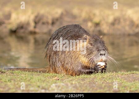 Nutria, Myocastor Coypus oder Flussratte die Wildnis in der Nähe des Flusses Stockfoto