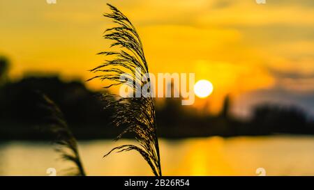 Nahaufnahme von verschwommenem, glühendem Gras gegen Sonnenlicht kurz vor Sonnenuntergang. Stockfoto