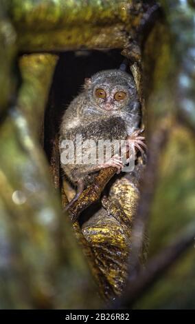 Die spektrale Tarsier auf dem Baum. Wissenschaftlicher Name: tarsius Spectrum, auch genannt Tarsius Tarsier. Natürlicher Lebensraum. Insel Sulawesi Indonesien Stockfoto