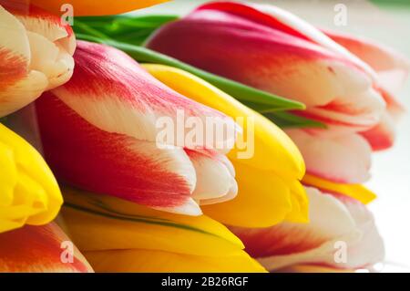 Blumenstrauß mit bunten Tulpen. Nahaufnahme. Selektiver Fokus. Stockfoto