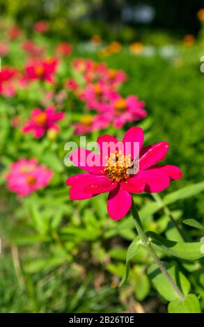 Zinnia Blume im Garten. Stockfoto