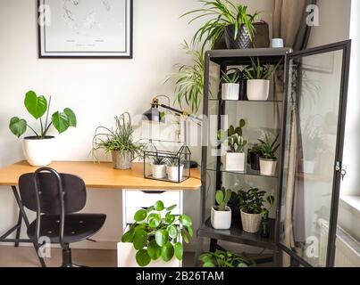 Moderner Arbeitsraum in Schwarz-Weiß-Industrie mit zahlreichen grünen Zimmerpflanzen wie Pfannkuchenpflanzen und Kakteen, die ein urbanes Dschungelgefühl erzeugen. Stockfoto