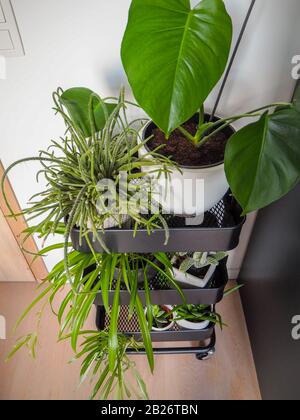 Industrieller grauer Trolley mit verschiedenen grünen Zimmerpflanzen, die ein urbanes Dschungel-Gefühl mit einem vertikalen Garten in der Halle erzeugen. Stockfoto