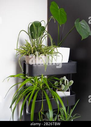 Industrieller grauer Trolley mit verschiedenen grünen Zimmerpflanzen, die ein urbanes Dschungel-Gefühl mit einem vertikalen Garten in der Halle erzeugen. Stockfoto