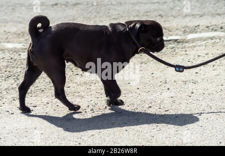 Schwarzer Pughund an der Leine an einem sonnigen Tag. Stockfoto