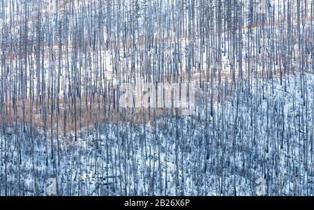 Flathead National Forest Trees nach einem Waldbrand in der Nähe des Hungry Horse Dam, Winter in Montana, USA Stockfoto
