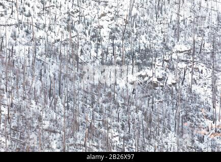 Flathead National Forest Trees nach einem Waldbrand in der Nähe des Hungry Horse Dam, Winter in Montana, USA Stockfoto