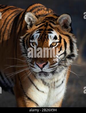 Sibirischer Tiger (Panthera tigris altaica) Porträt in Montana, USA Stockfoto