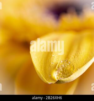 Makrofoto eines Wassertropfens auf der Blütenhülle einer gelben Daisy-Blume Stockfoto