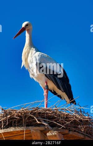 Weißstorch vor blauem Himmel auf Nest Stockfoto