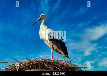 Weißstorch vor blauem Himmel auf Nest Stockfoto